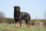 ROTTWEILER 588